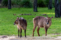 Visit to Orlando-10