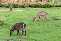 Visit to Orlando-6
